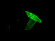Great Tubulin fo Western Blot