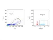 Great a-HLA*03:01 Antibody Gives Reliable Results