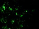 Excellent CD200R Antibody