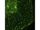 Good Microglial Marker