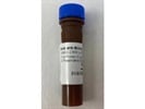 Great BLIMP1 Antibody for Flow Cytometry