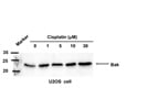 Great BAK Antibody from GeneTex