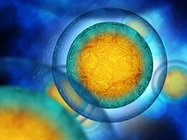 How to Achieve More Consistent Organoid Culture