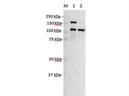 Anti-Flag Tag Antibody Works Great