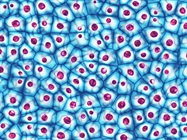 Protecting and Enhancing Your Cell Cultures