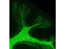 Great GFAP Antibody