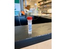 Great for Measuring p120 Expression