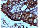 GFP Antibody for IHC-P