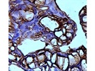Reliable GFP Antibody for IHC-P