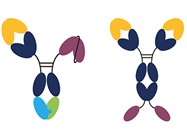 The Benefits of Recombinant Antibodies