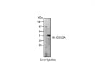Rabbit Polyclonal Ces2a Antibody