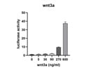 Good for Measuring Wnt3a Luciferase Activity