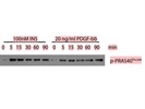Sensitive Phospho-PRAS40 Antibody