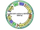 Easy Assembly of Complex Plasmids