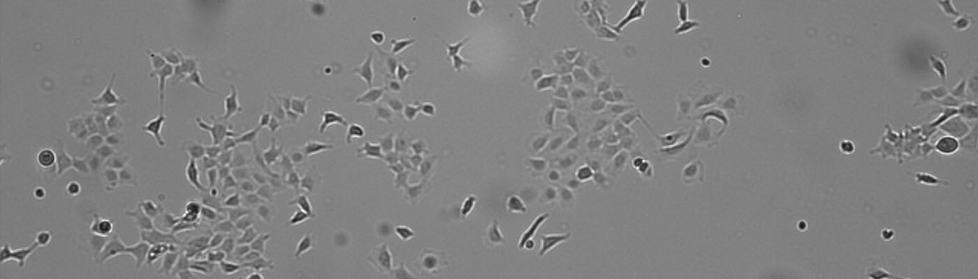  Greater Cell Culture Consistency with Digital Cell Imaging