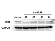 Great MCL-1 Antibody for WB