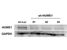 Good HUWE1 Antibody from Genetex for WB