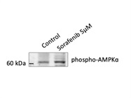 Great Phospho-AMPK Alpha Antibody from Genetex