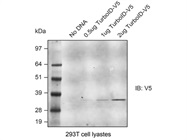 Good Mouse Monoclonal Anti-V5 Antibody
