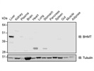 Great Anti-BHMT Antibody