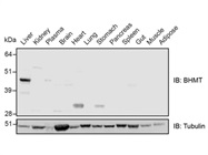 Great Anti-BHMT Antibody