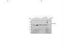 Good Anti-beta Tubulin Antibody