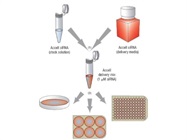 Accell siRNA