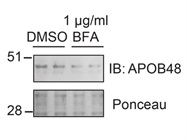 Brefeldin A Gives Good Results