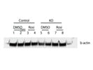 Reliable Loading Control ab for Most Cell Types