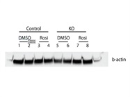 Reliable Loading Control ab for Most Cell Types