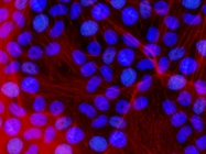 Optimizing Stem Cell Culture