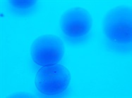 Mass Cytometry for Clinical Research