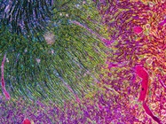 Elevate Your Toxicity Assays: New Models with Biological Relevance and Predictability