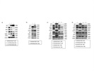 Reliable Western Blot Antibody pATM