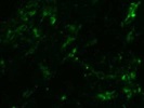 Anti-human CD40-FITC Monoclonal Antibody for IF