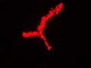 Good CD62P Antibody from Miltenyi