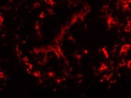 Great PE Anti-Human HLA DR Antibody