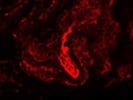 This BioLegend Antibody Stains CD90+ Cells Well