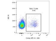 Easy to Use Kit for Detecting EdU+ Cells
