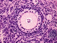 Infographic: 5 Things You Need to Know About Primary Cells