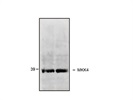 Great MKK4 Antibody