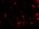 This Miltenyi Antibody Stains CD163+ Cells Well