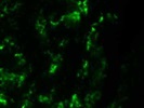 Anti-CD25-AF488 Antibody for IF
