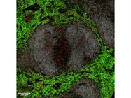 Great CD68 Antibody for IF