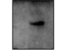 TLR4 Antibody Supports Many Applications