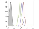 PLZF Antibody Works Great