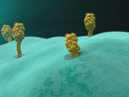 Cytokine Release and Adoptive Cellular Therapy