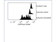 Great Dye for Tracking T Cell Proliferation