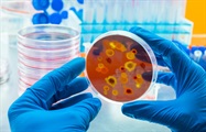 World Class Flavivirus Reagents