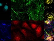 Advances in Fluorescence Imaging
